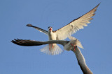 _MG_3185 Black Skimmer.jpg