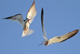 _MG_3186 Black Skimmer.jpg