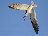 _MG_3192 Black Skimmer.jpg