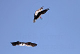 _MG_4389 Black Skimmer.jpg