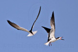 _MG_4396 Black Skimmer.jpg