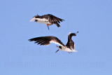 _MG_4401 Black Skimmer.jpg