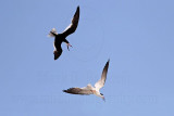 _MG_4409 Black Skimmer.jpg