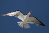 _MG_4441 Black Skimmer.jpg