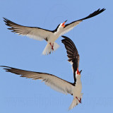 _MG_4582 Black Skimmer.jpg