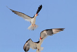 _MG_4583 Black Skimmer.jpg
