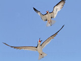 _MG_4585 Black Skimmer.jpg