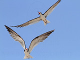 _MG_4586 Black Skimmer.jpg