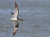 _MG_4604 Black Skimmer.jpg