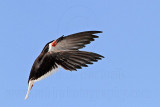 _MG_4738 Black Skimmer.jpg