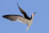 _MG_4740 Black Skimmer.jpg