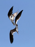 _MG_4764 Black Skimmer.jpg