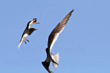 _MG_4765 Black Skimmer.jpg