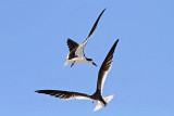 _MG_4767 Black Skimmer.jpg