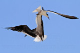 _MG_4768 Black Skimmer.jpg