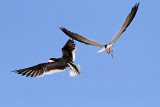 _MG_4769 Black Skimmer.jpg