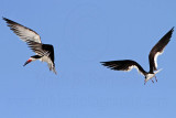 _MG_4771 Black Skimmer.jpg