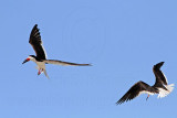 _MG_4772 Black Skimmer.jpg