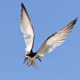 _MG_4773 Black Skimmer.jpg