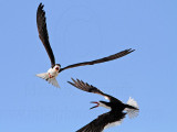 _MG_4775 Black Skimmer.jpg