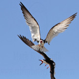 _MG_4776 Black Skimmer.jpg