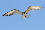 _MG_4783 Black Skimmer.jpg