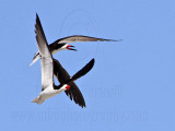 _MG_4909 Black Skimmer.jpg