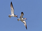 _MG_4913 Black Skimmer.jpg