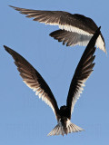 _MG_5482 Black Skimmer.jpg