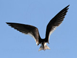 _MG_5483 Black Skimmer.jpg