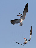 _MG_5524 Black Skimmer.jpg