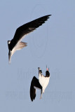 _MG_5564 Black Skimmer.jpg