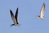 _MG_5577 Black Skimmer.jpg