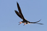 _MG_5594 Black Skimmer.jpg