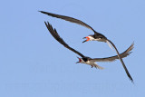 _MG_5595 Black Skimmer.jpg