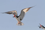 _MG_5870 Black Skimmer.jpg