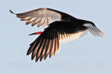 _MG_5881 Black Skimmer.jpg