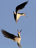 _MG_6475 Black Skimmer.jpg