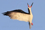 _MG_6476 Black Skimmer.jpg