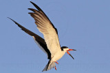 _MG_6478 Black Skimmer.jpg