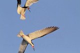 _MG_6480 Black Skimmer.jpg