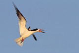 _MG_6525 Black Skimmer.jpg