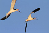 _MG_6545 Black Skimmer.jpg