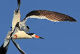 _MG_6561 Black Skimmer.jpg