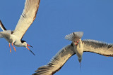 _MG_6567 Black Skimmer.jpg