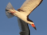 _MG_6576 Black Skimmer.jpg