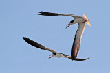 _MG_6602 Black Skimmer.jpg