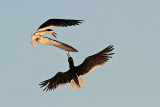 _MG_6796 Black Skimmer.jpg