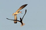 _MG_6797 Black Skimmer.jpg