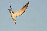 _MG_6854 Black Skimmer.jpg